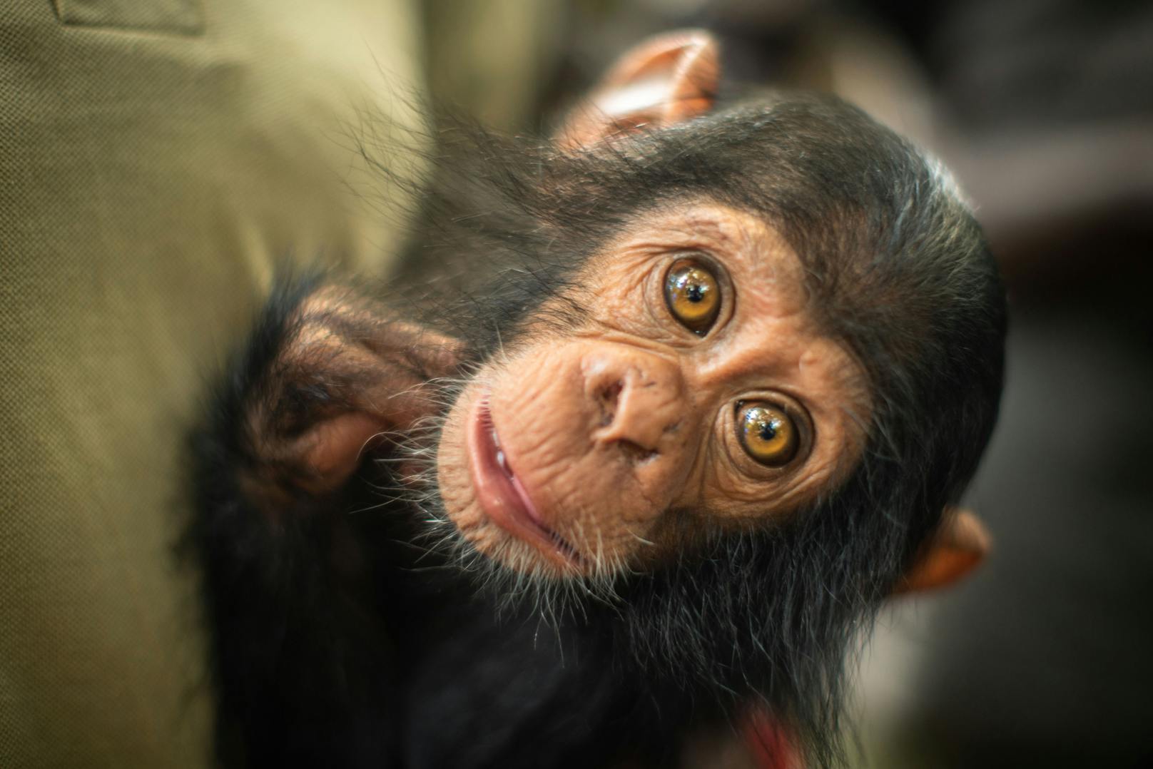 In der Natur bleiben junge Schimpansen bis zu ihrem fünften Lebensjahr bei ihrer Mutter.&nbsp;