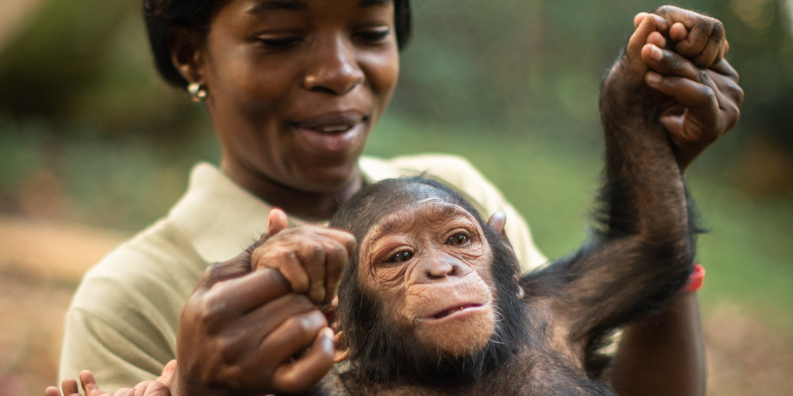 Ein Schimpansen-Kinderdorf im Kongo kümmert sich fast ausschließlich um Opfer von Wilderei und illegalem Tierhandel.