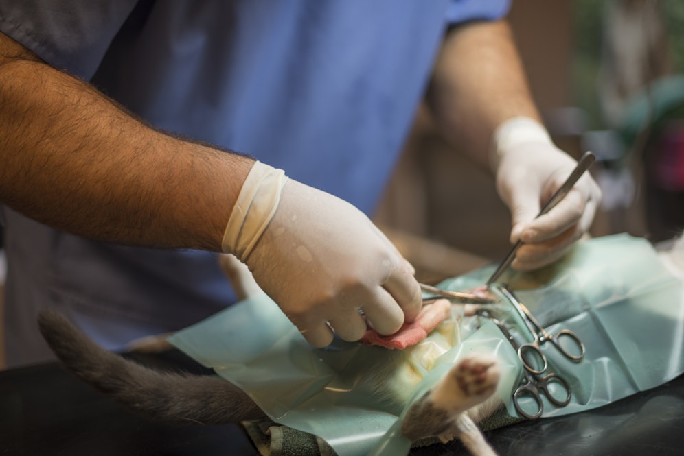 Operation einer Katze (Symbolfoto)