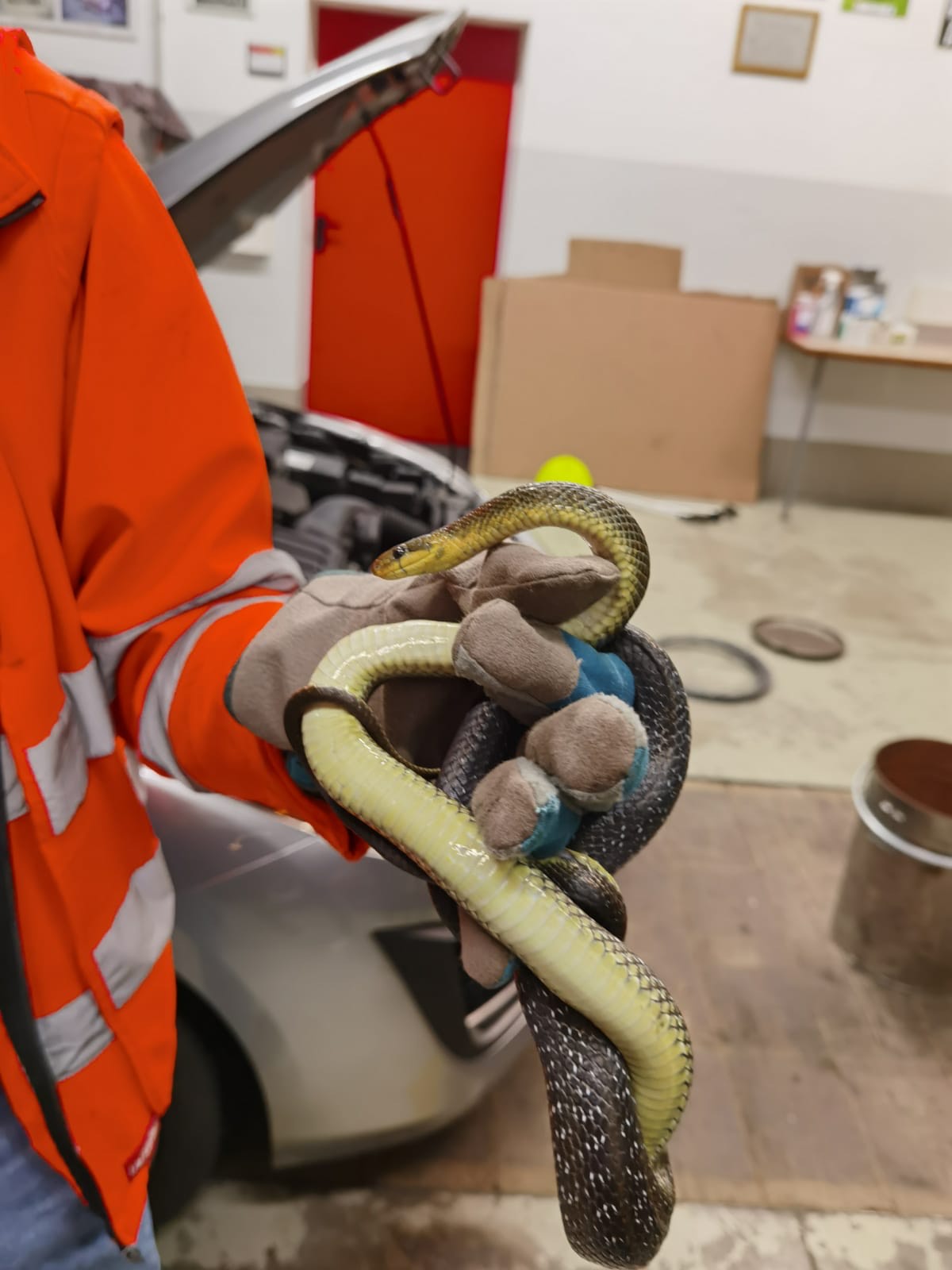 Rund eineinhalb Meter lang war das Tier.