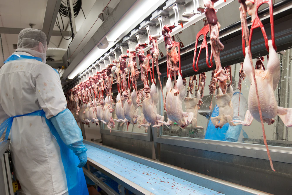 Ein Blick in den Betrieb des Geflügelproduzenten Wiesenhof.