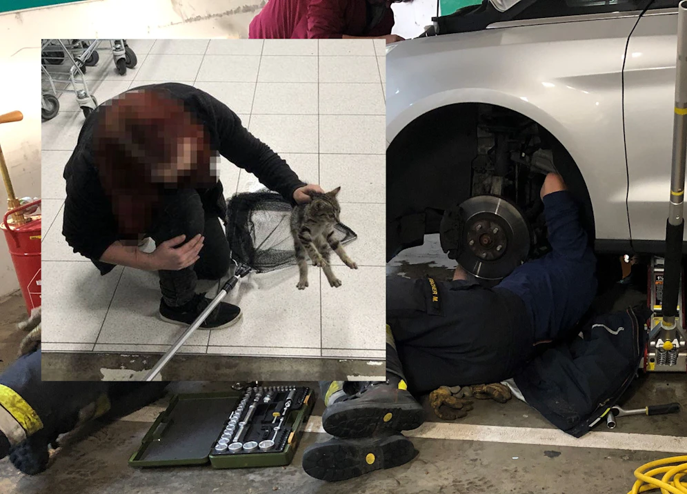 Feuerwehr und Tierrettung befreiten das Kätzchen aus dem Motorraum.