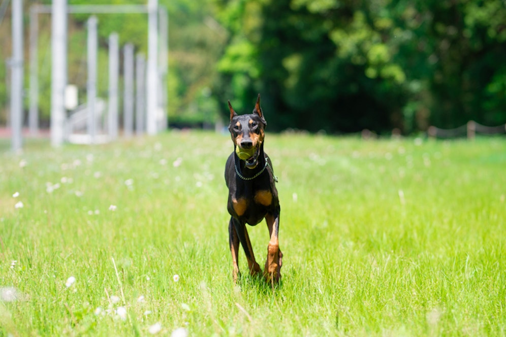 Ein Dobermann wurde von einem Motorrad-Fahrer erfasst, als er über den Gartenzaun gesprungen war. Das Tier starb. (Symbolbild).
