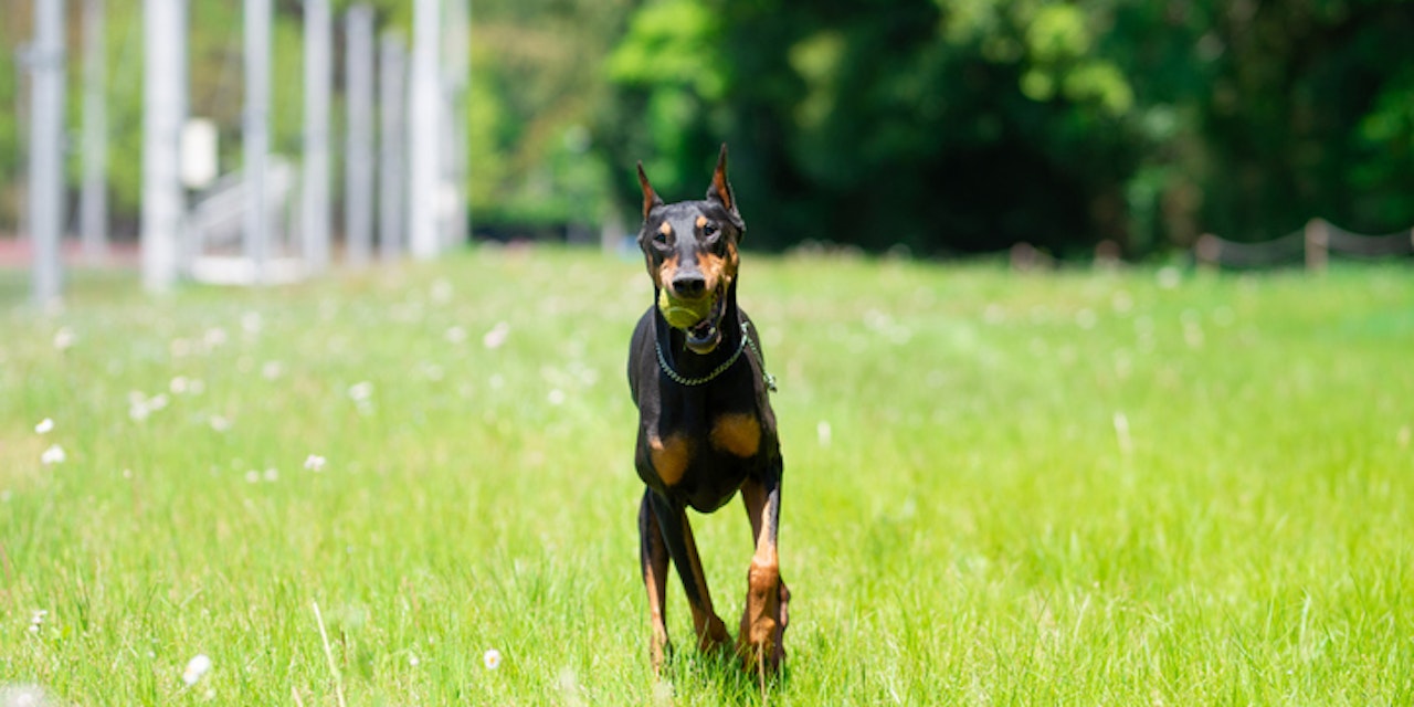 Hund springt über Zaun, stirbt bei Unfall mit Biker Oberösterreich