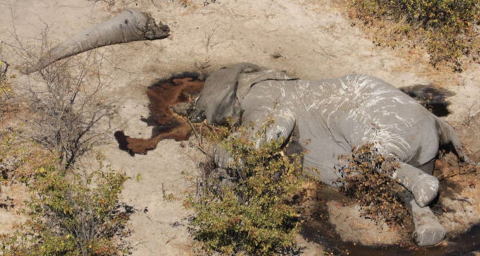 Forscher haben bei einem Flug über dem Okovango Delta hunderte tote Elefanten entdeckt.