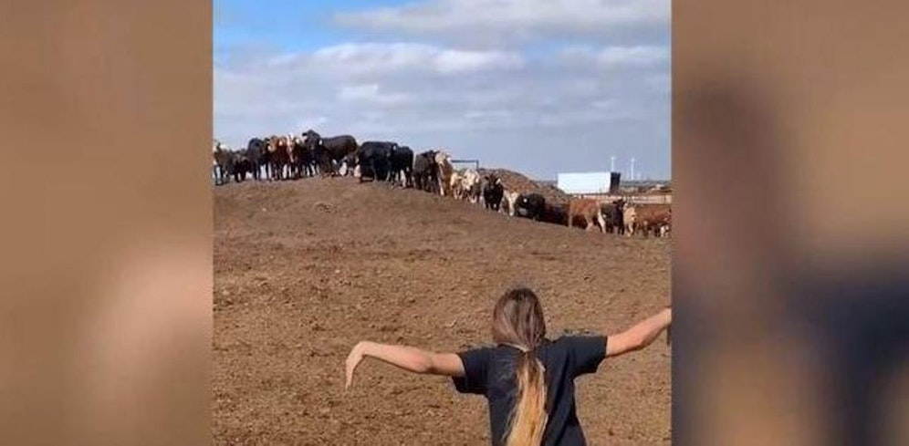 TikTok-User erschrecken Kühe.