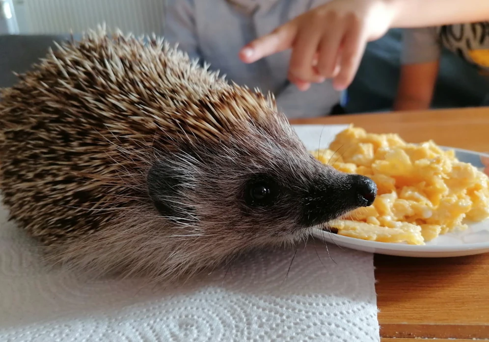 Der gerettete Igel genießt die Eierspeise mit Katzenfutter.