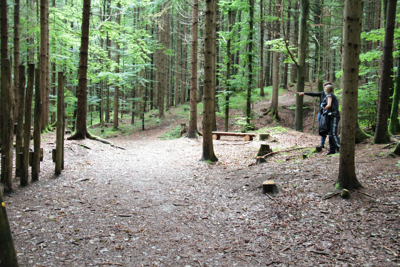 In einem Wald im Tiroler Kramsach sind vier Kinder und eine Kindergärtnerin von Erdwespen attackiert worden. 