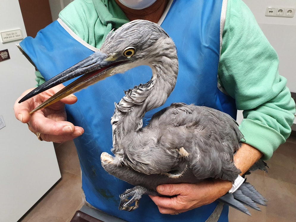 Der Vogel wird nun im Tierparadies Schabenreith gepflegt.