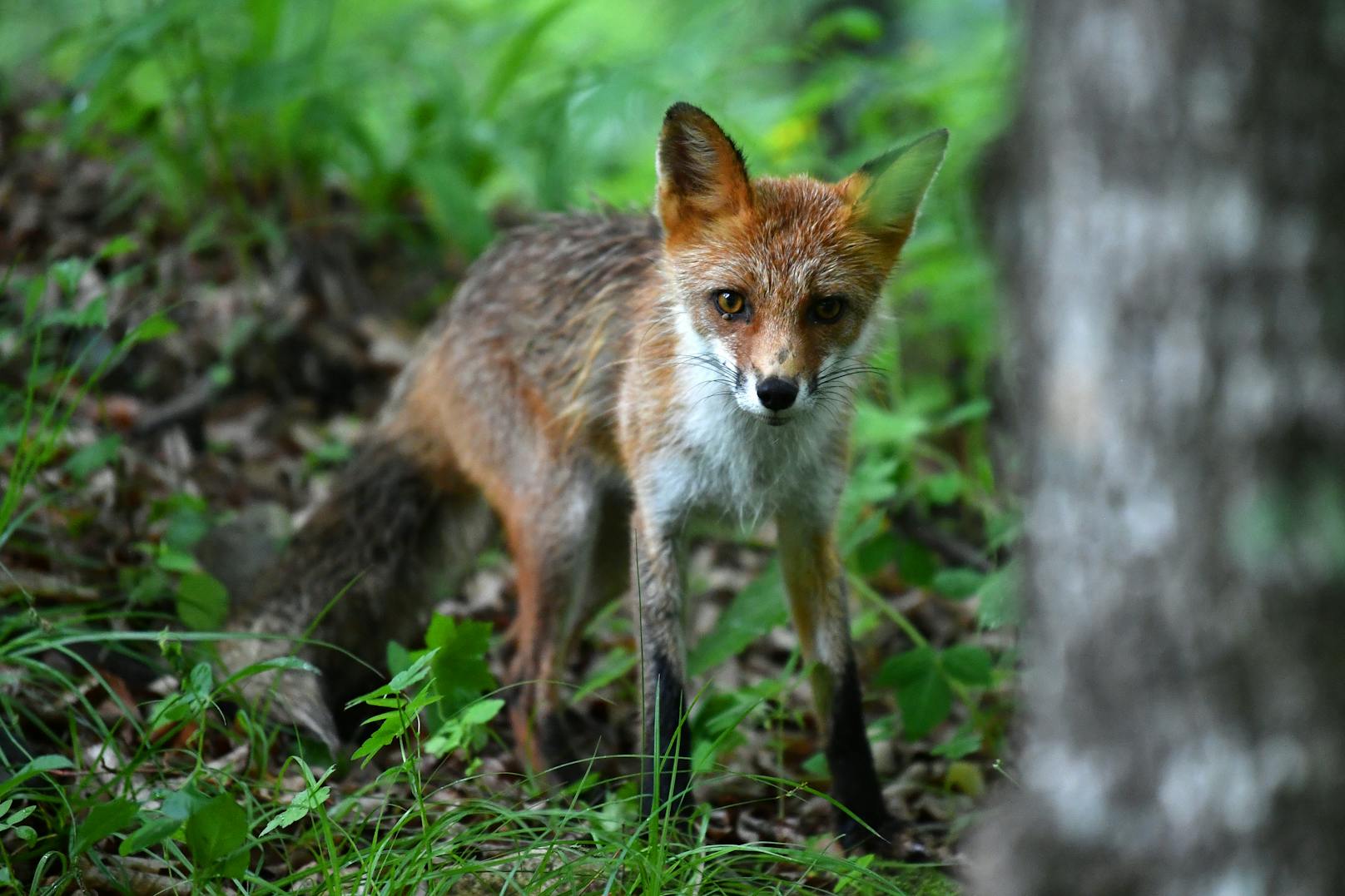 Nach einer Fuchsattacke in Kärnten fragen sich viele: Wie gefährlich sind Füchse wirklich?