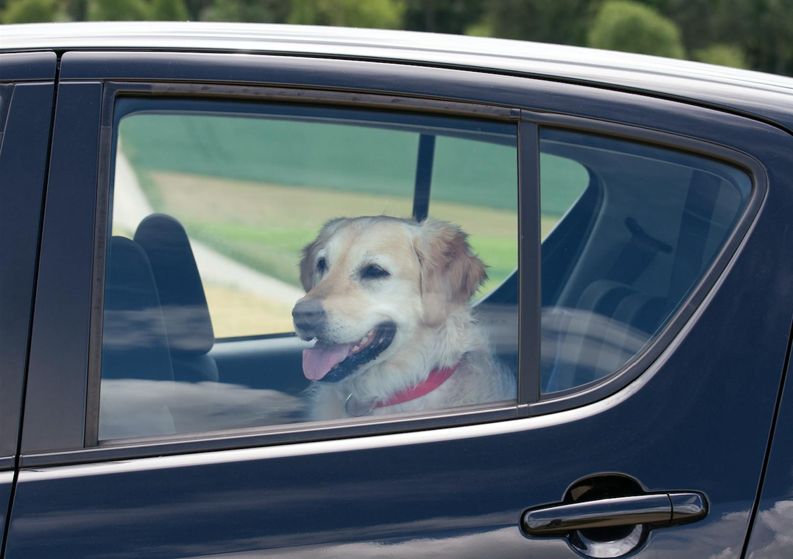 Autos werden in der Hitze zum Backofen – und zur Todesgefahr für Hunde.