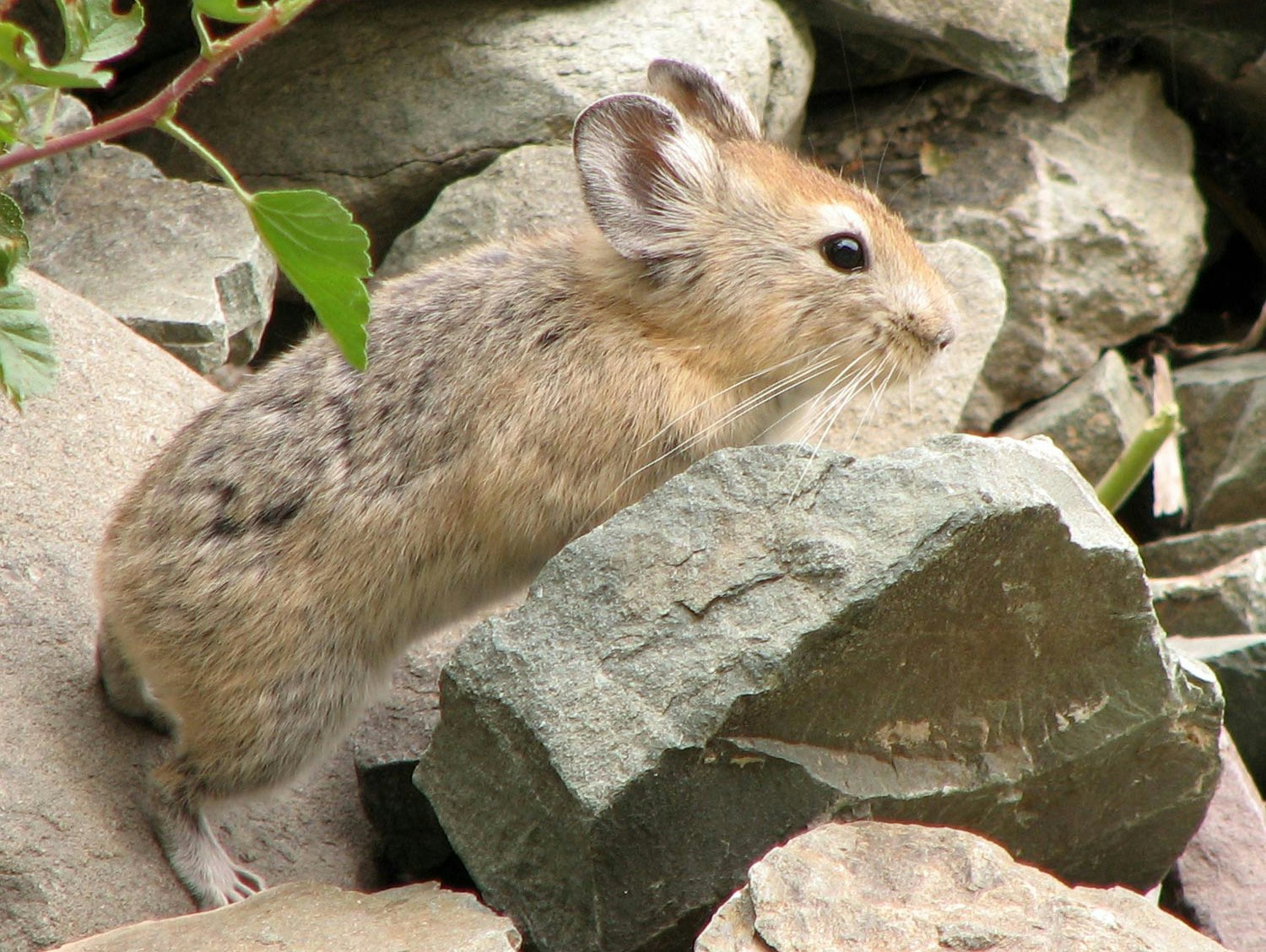 Ein Großohr-Pfeifhase (<em>Ochotona macrotis</em>) in seinem natürlichen Lebensraum
