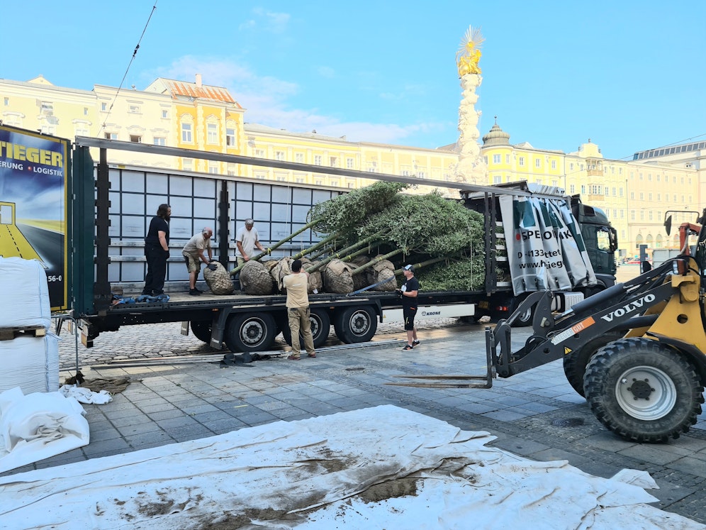 Am Dienstag in der Früh wurden die ersten Linden für den Hauptplatz geliefert.