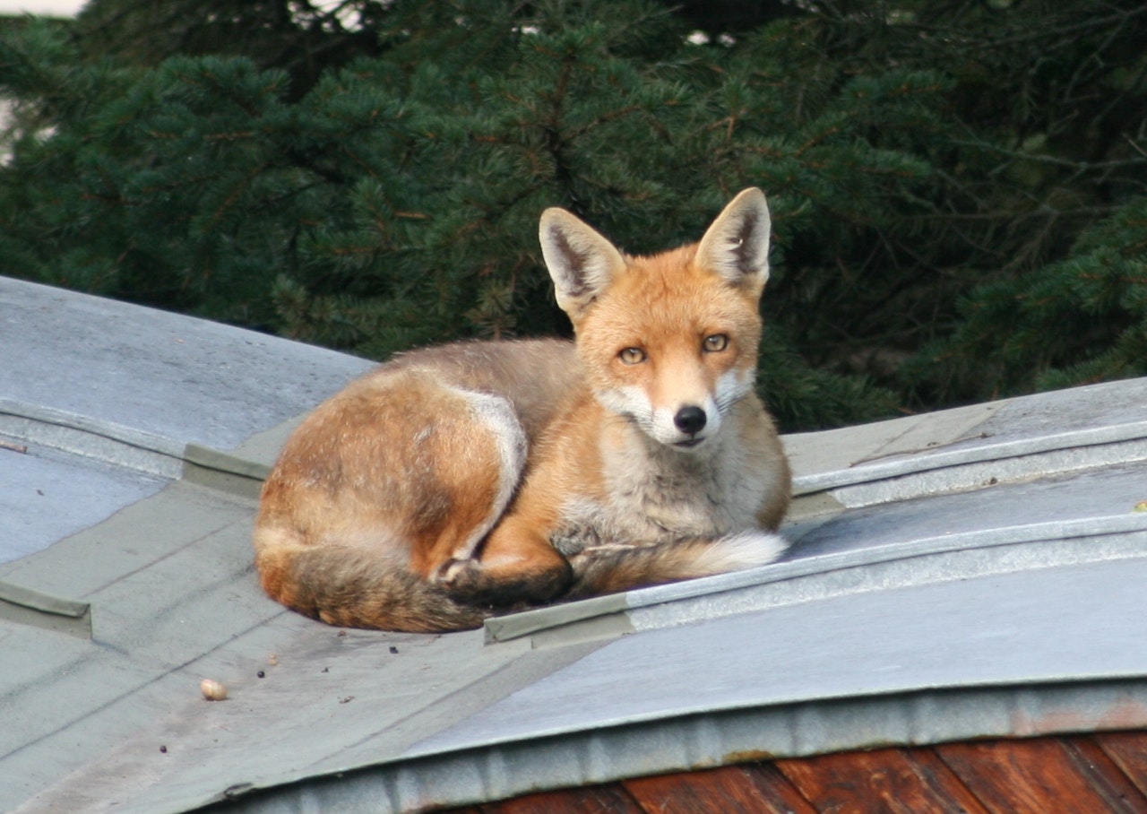 Heute.at - Friedlicher Fuchs mützt täglich auf diesem Gartenhaus