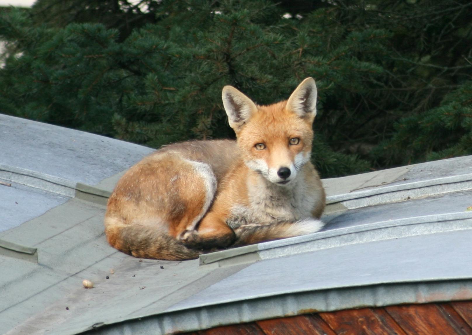 Friedlicher Fuchs mützt täglich auf diesem Gartenhaus