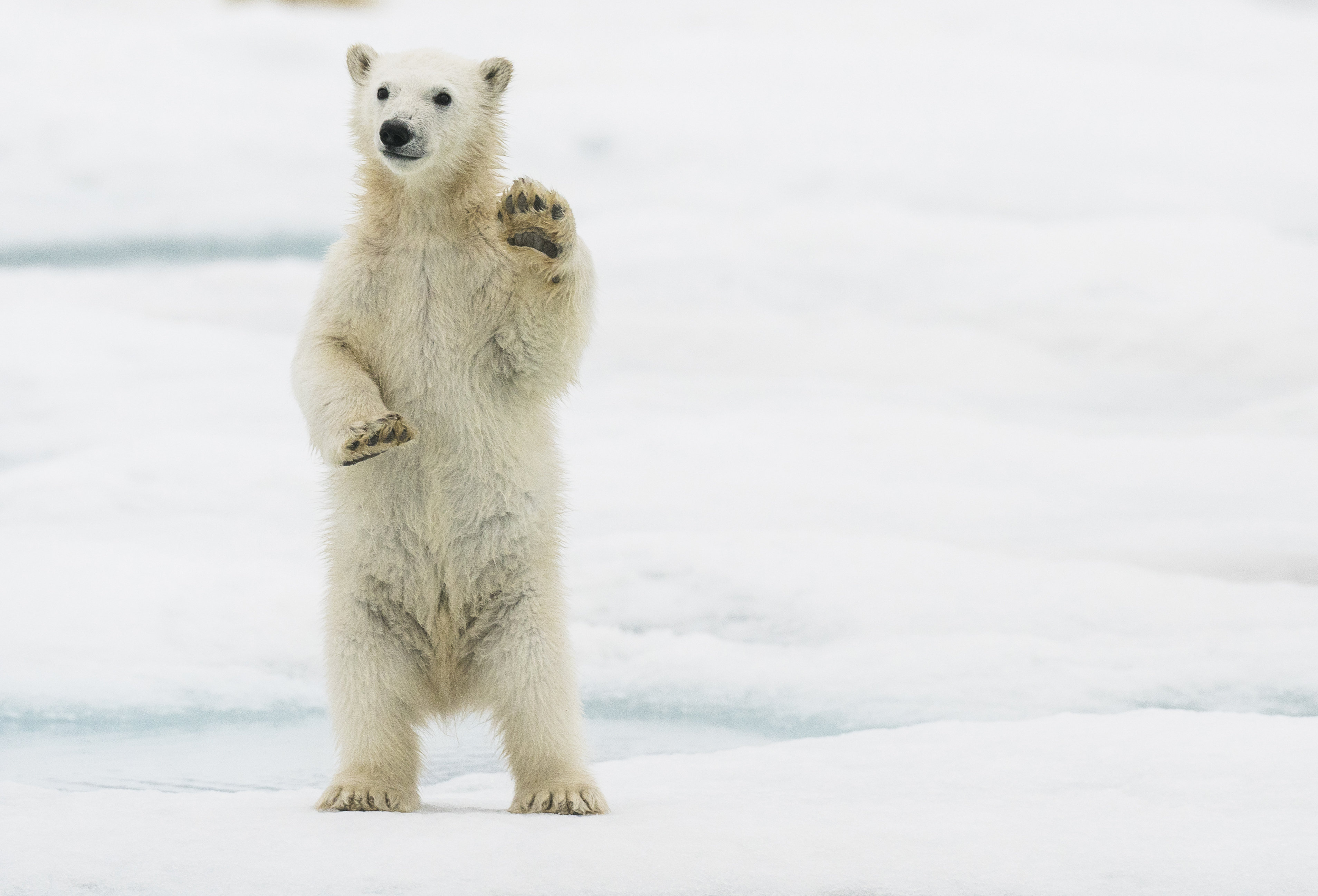 Klimawandel Eisbaren Sterben In 80 Jahren Aus Heutetierisch Heute At