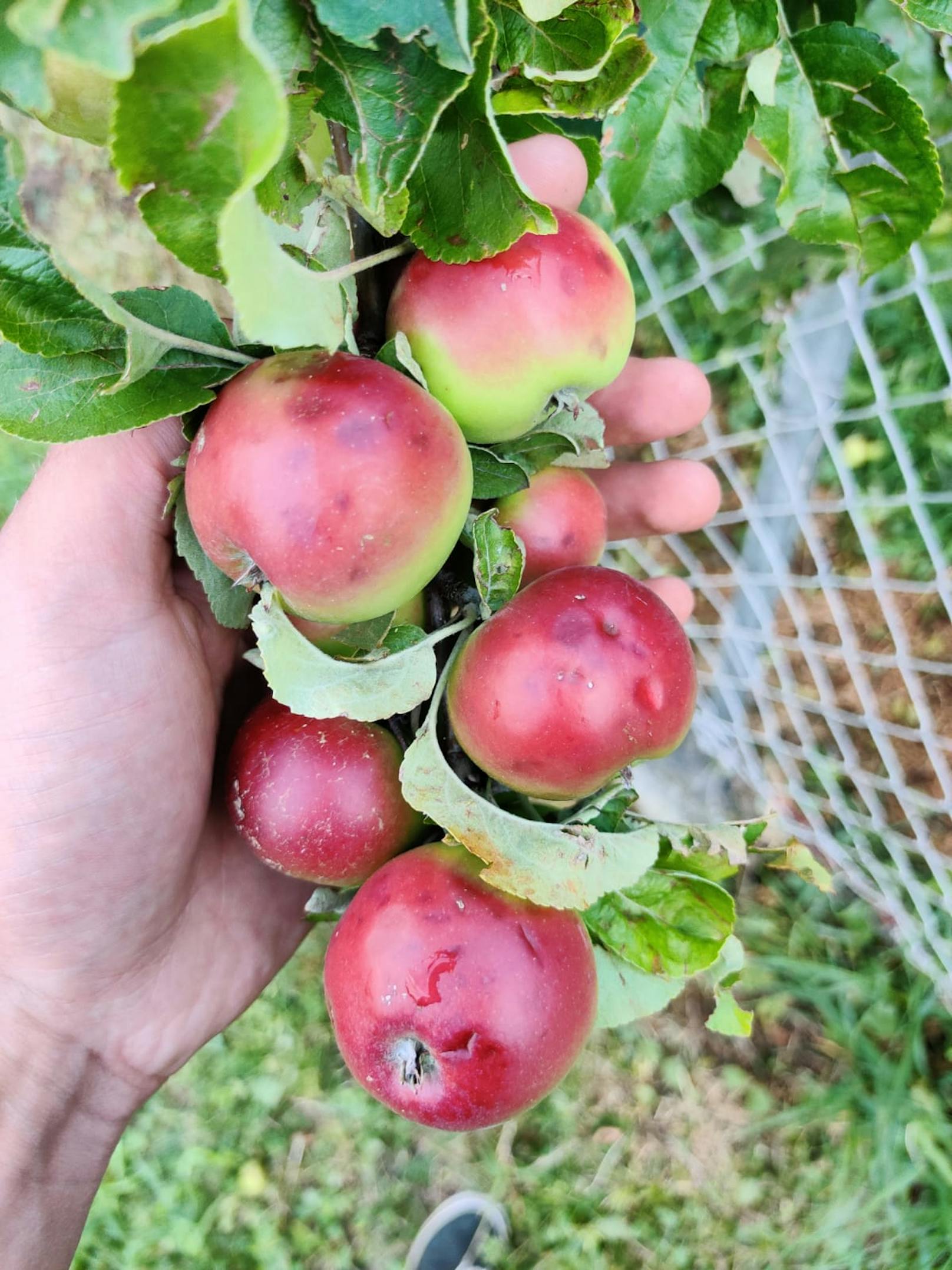 ...mit einem Gesamtschaden in der Landwirtschaft von 4 Millionen Euro zu rechnen.