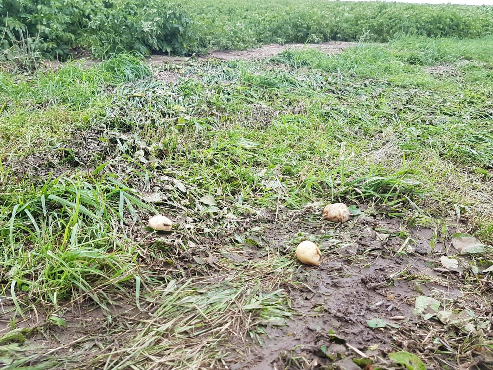 Bilder zeigten vom Hagel betroffene Kartoffelfelder, Weintraubenreben, Kürbisäcker und Apfelbäume.