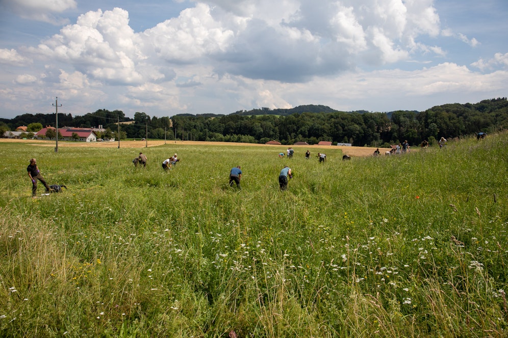 In Geboltskirchen erntete die Polizei 54.000 Hanfpflanzen.