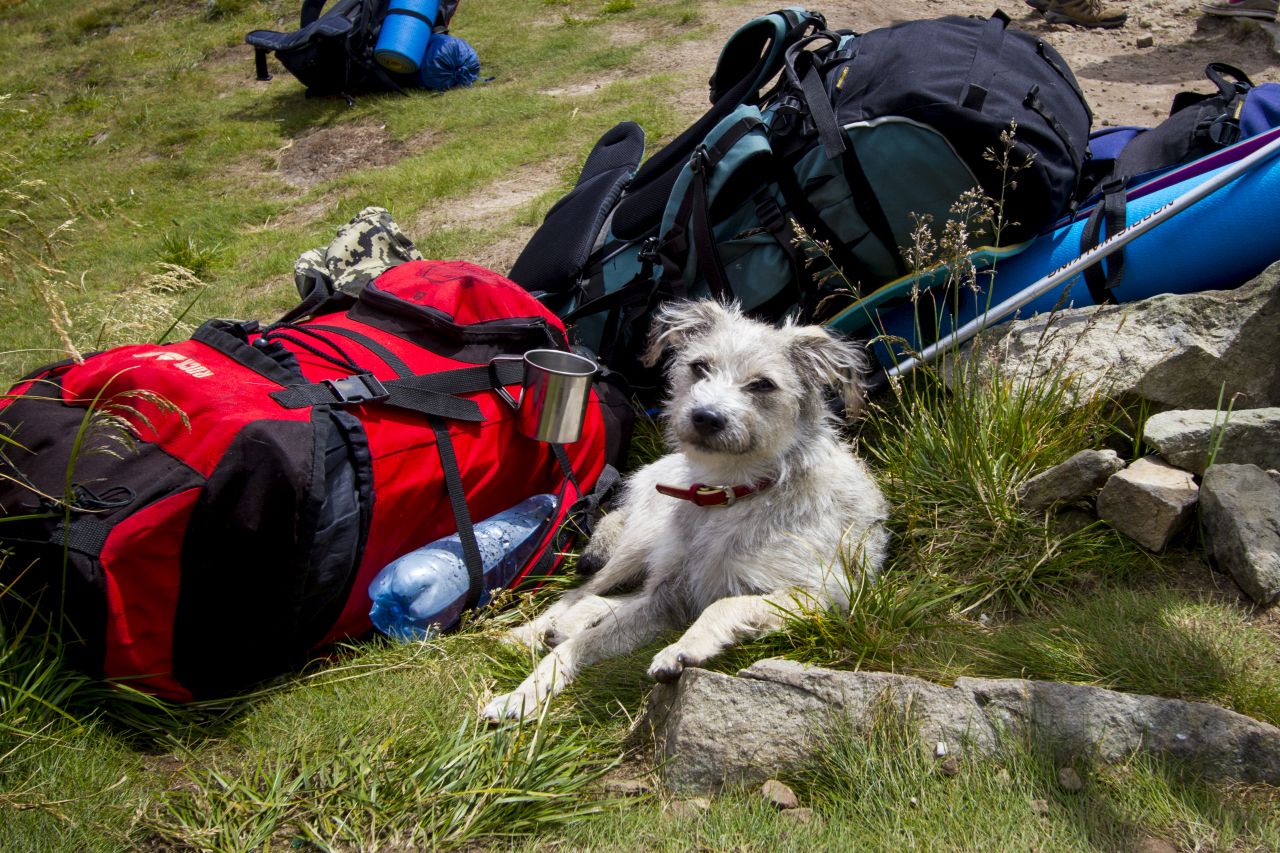 Urlaub mit Hund - das musst du beachten Urlaub mit Hund - das musst du beachten