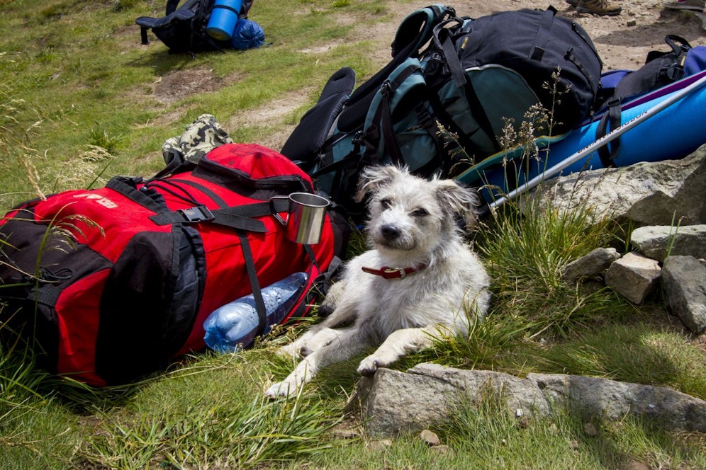 Urlaub mit Hund - das musst du beachten