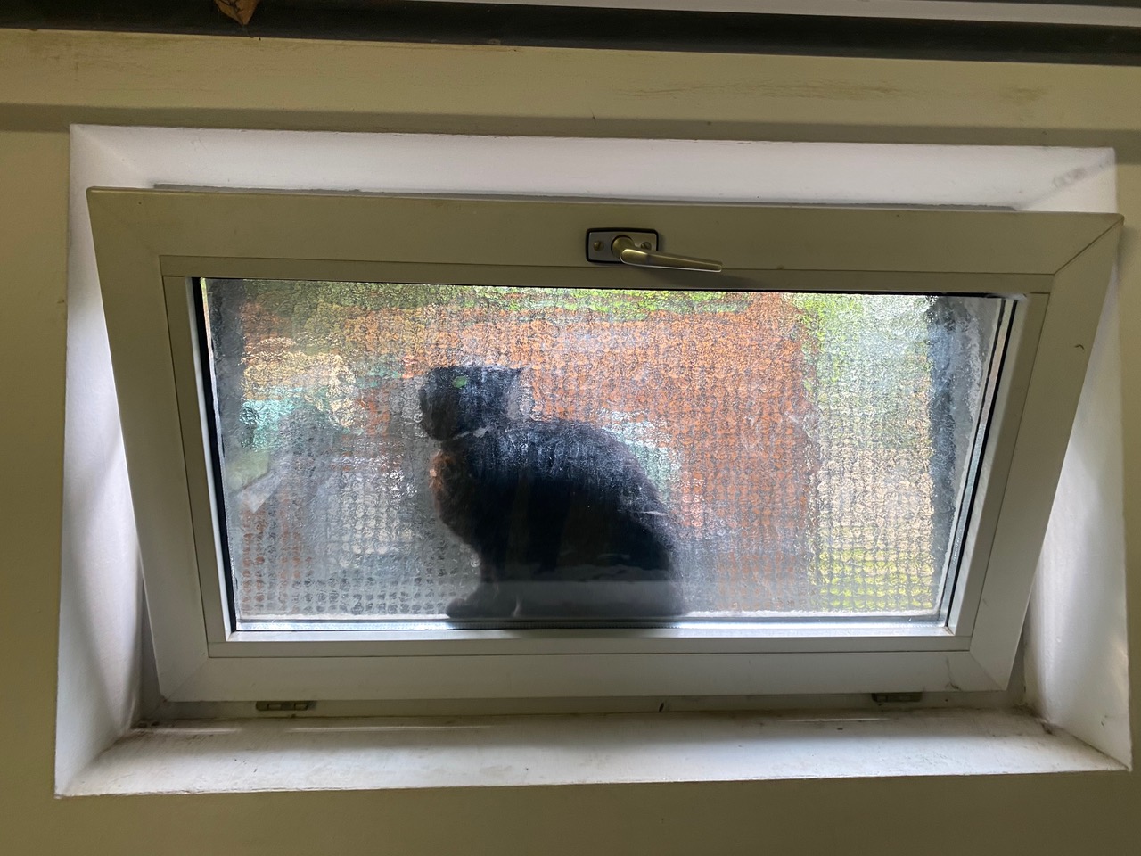Hund trieb Katze in die Enge - Endstation Kellerfenster Hund trieb Katze in die Enge - Endstation Kellerfenster