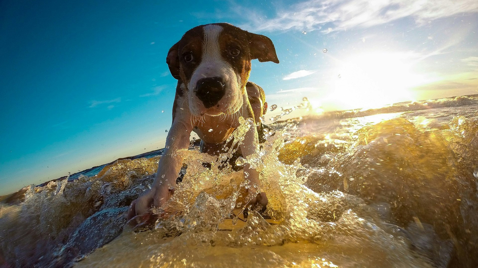 Heute.at - Beliebtester Ort in Italien plant noch mehr Hundezonen