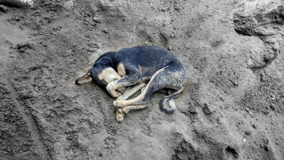 Der Tierquäler hat den Hund ans Auto gebunden und mitgeschleift.