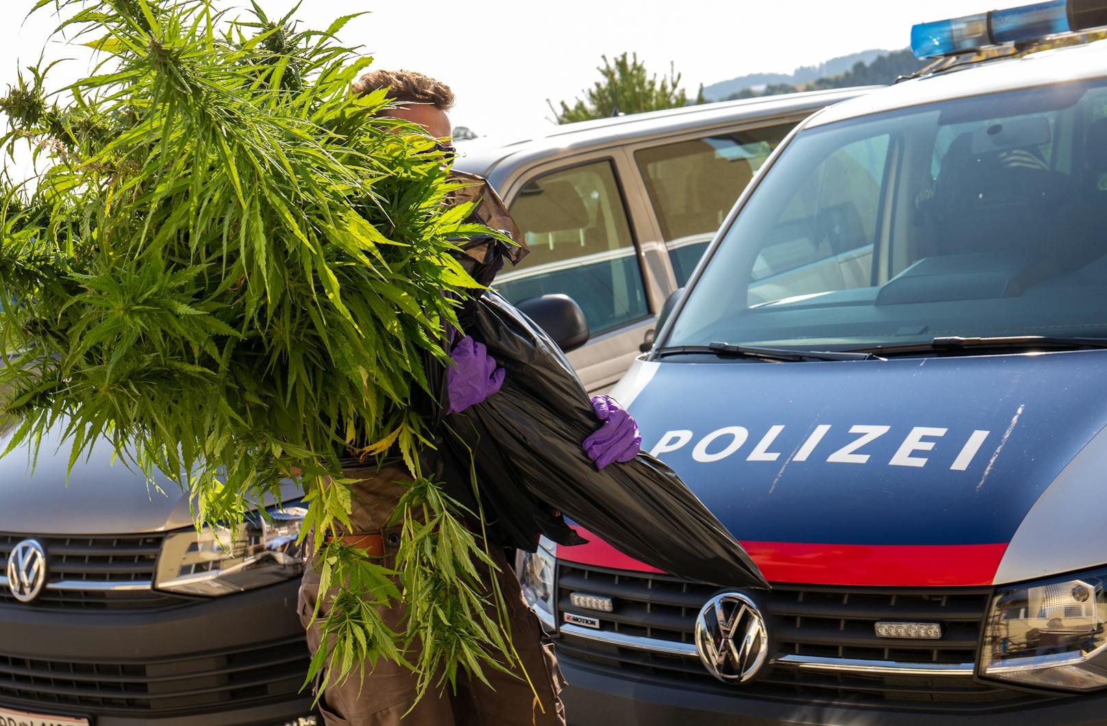 Polizisten stellten die Drogenpflanzen sicher.