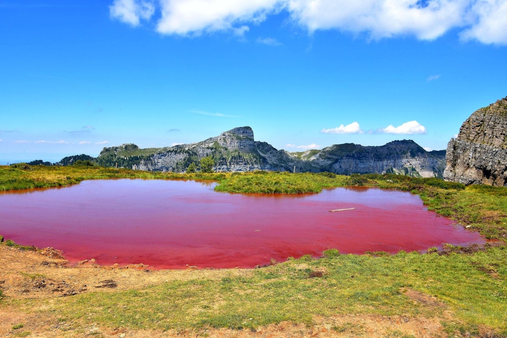 Grüne Bergwiesen, roter See: Auf dem Niederhorn bieten sich Wanderern derzeit starke Kontraste.