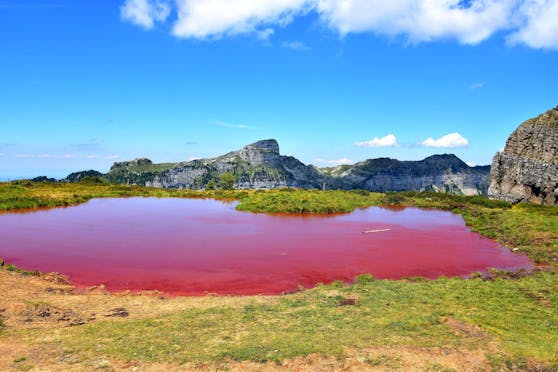 Grüne Bergwiesen, roter See: Auf dem Niederhorn bieten sich Wanderern derzeit starke Kontraste.