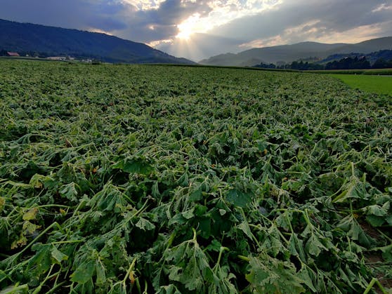 Hagel-Schäden in der Landwirtschaft.