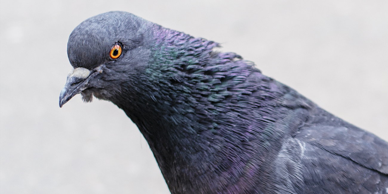 Diese Taube ist es einfach Leid, eine Taube zu sein