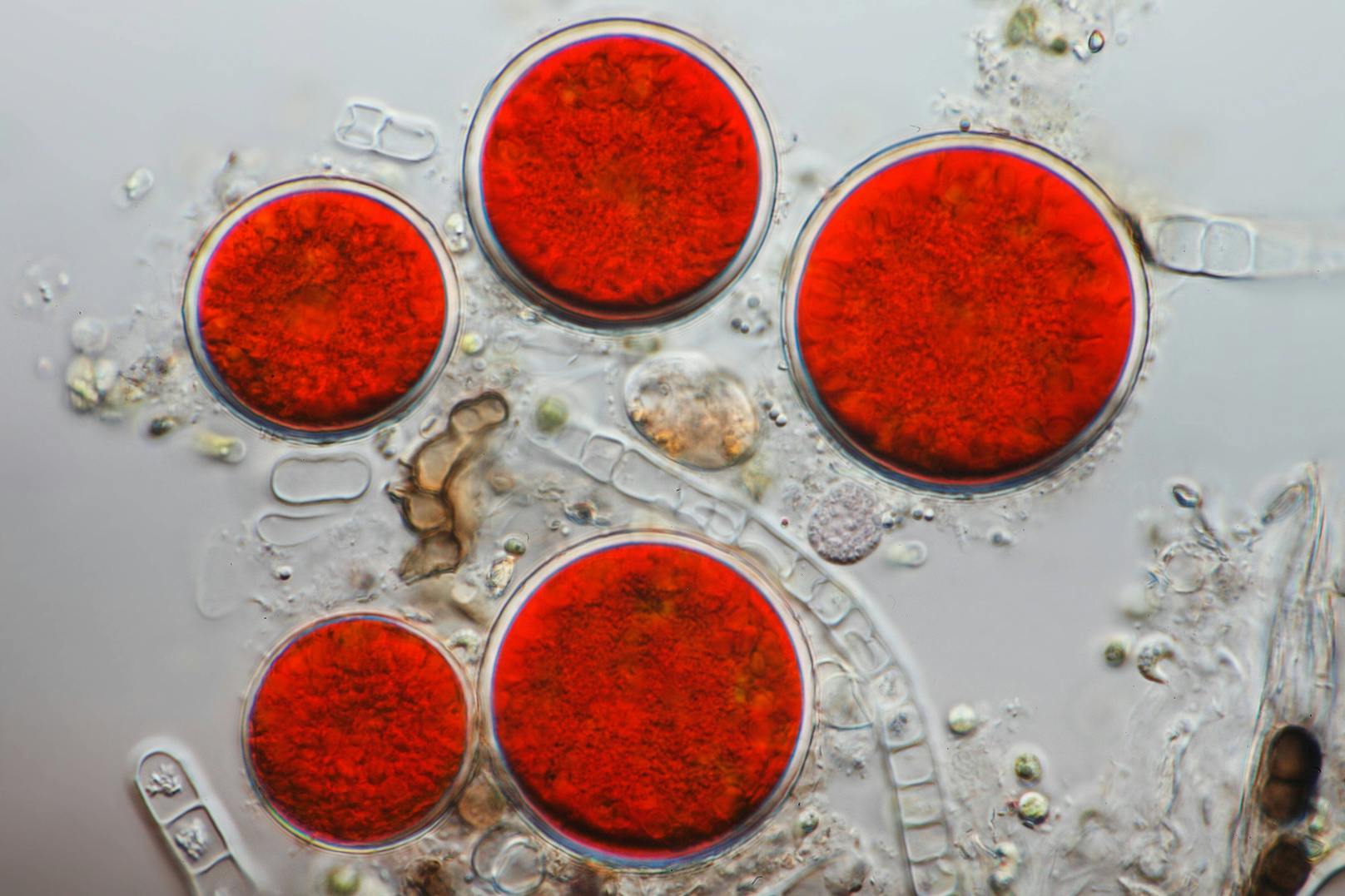 Verantwortlich für die Rotfärbung könnten die Blutregenalge (Haematococcus pluvialis) ...&nbsp;