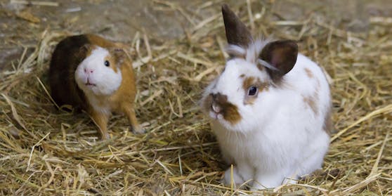 Eine 34-jährige Besitzerin fand ihre beiden Tiere tot im Stall auf.