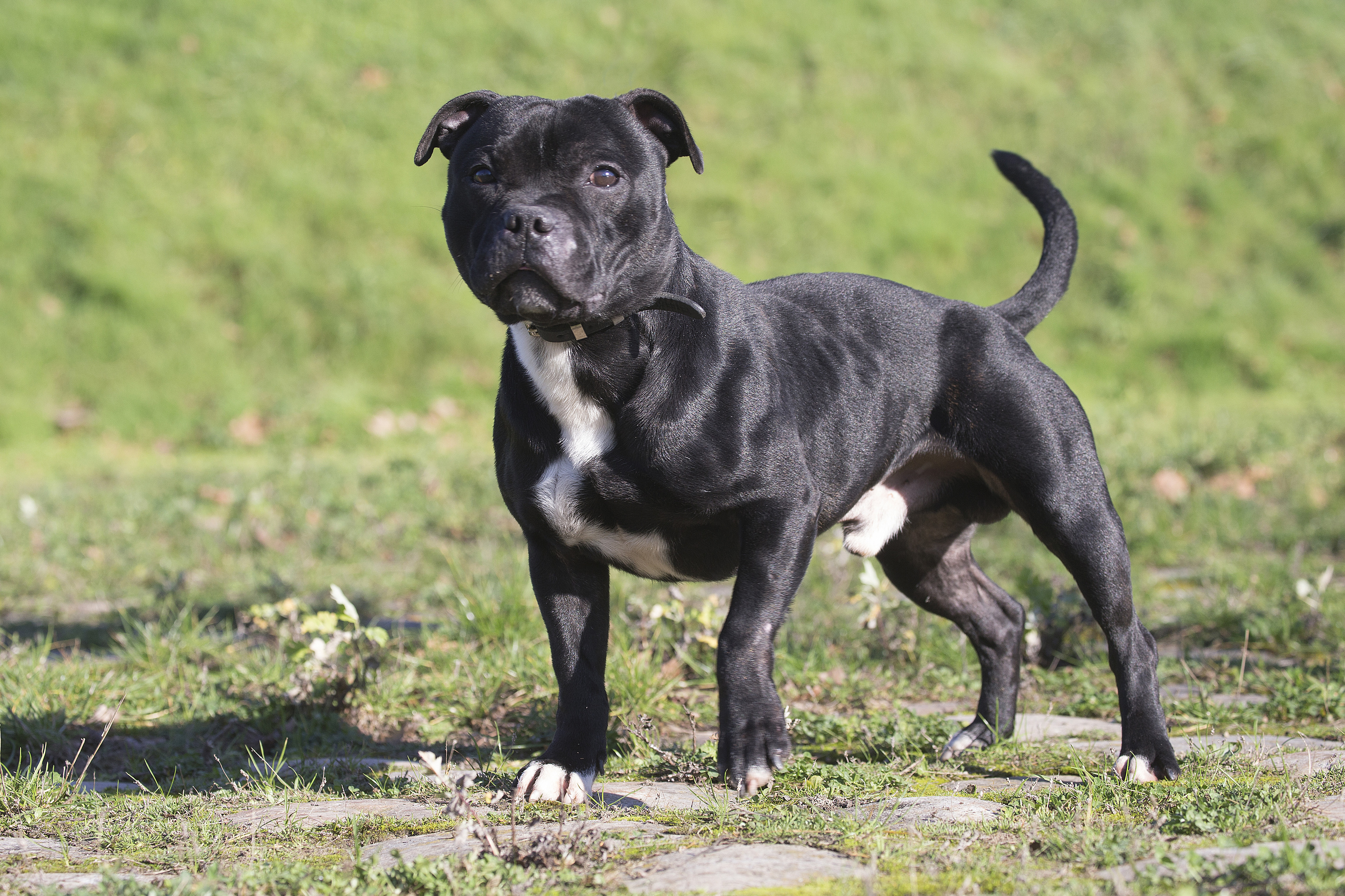 Bei dem Kampfhund soll es sich um einen Staffordshire Terrier handeln (Symbolbild).