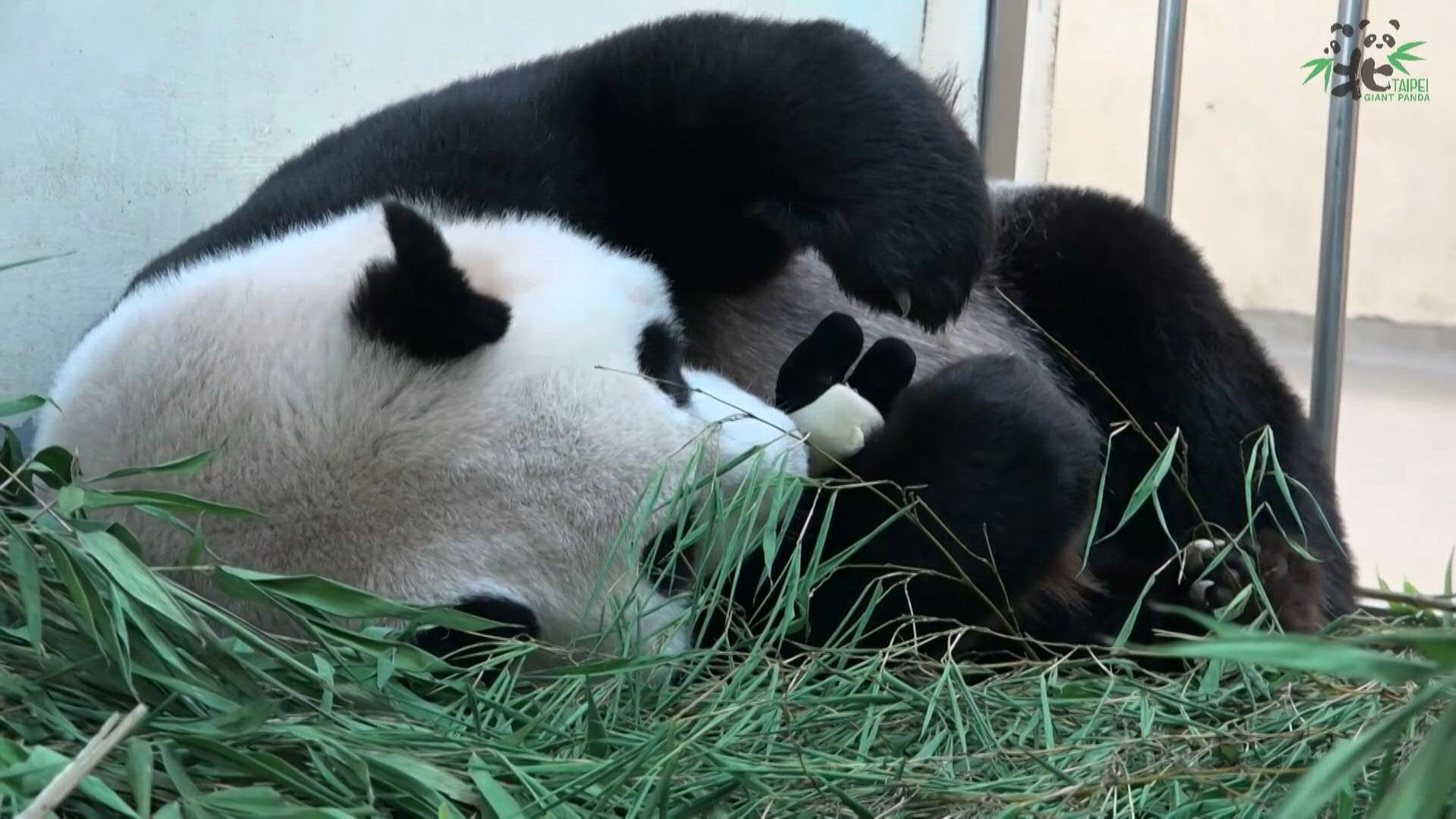 Baby krank, Panda-Mama kuschelt nur mit Stofftier Baby krank, Panda-Mama kuschelt nur mit Stofftier