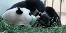 Baby krank, Panda-Mama kuschelt nur mit Stofftier