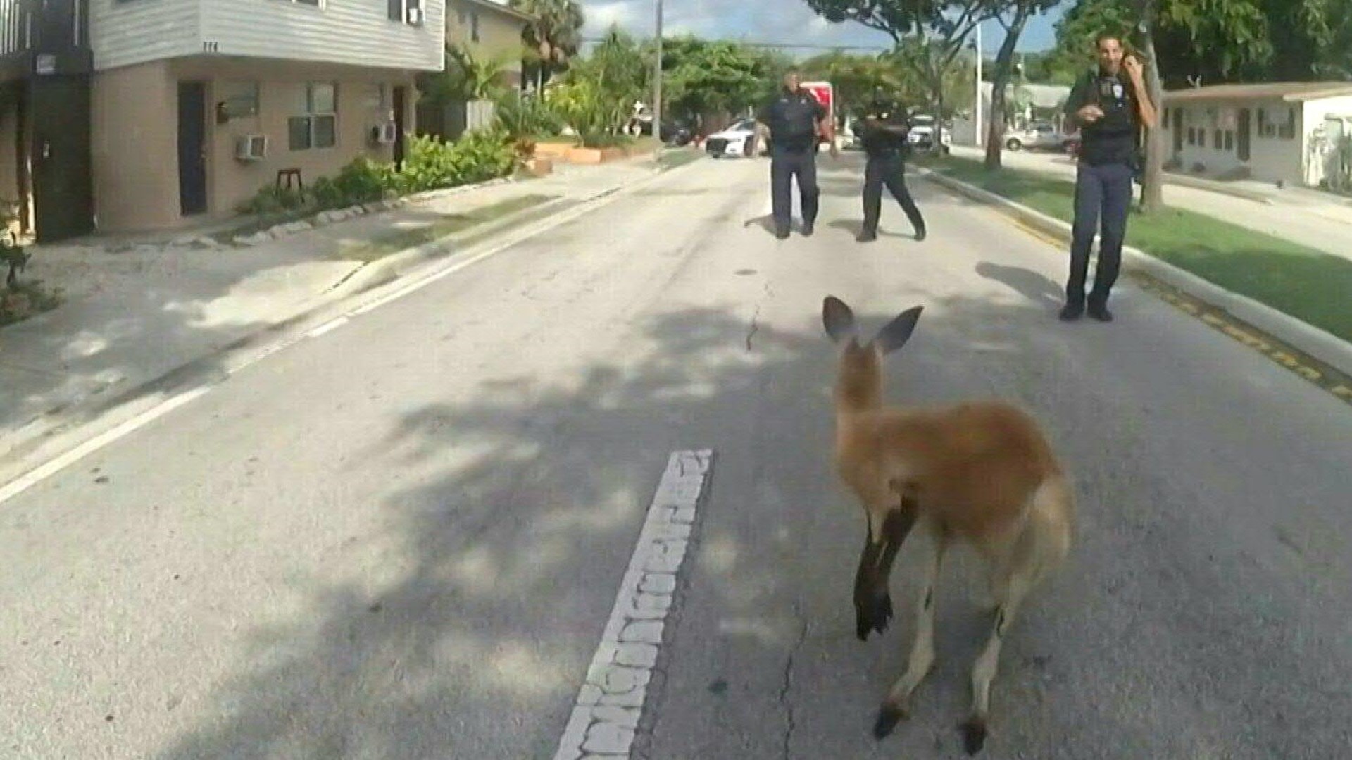 Ausgebüxtes Känguru sorgt in Florida für Unruhe Ausgebüxtes Känguru sorgt in Florida für Unruhe