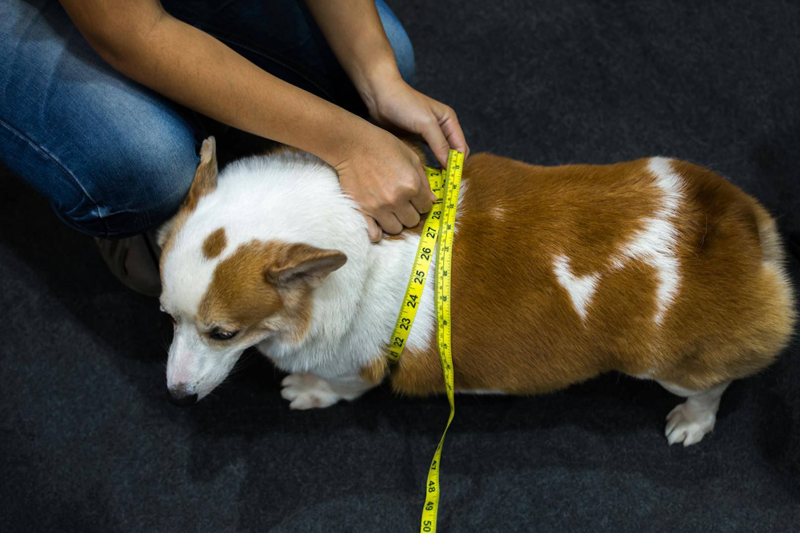 Viele Haustiere haben Übergewicht. Eine App misst jetzt, wieviel sich die Tiere bewegen.