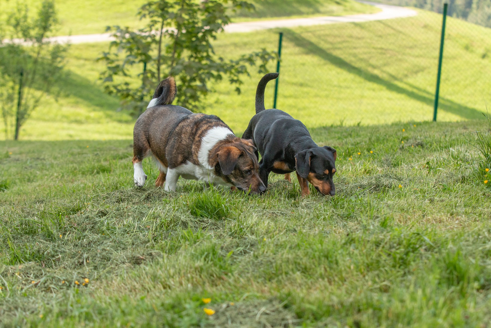 Demenz zwang Frau, sich von ihren Hunden zu trennen Demenz zwang Frau, sich von ihren Hunden zu trennen