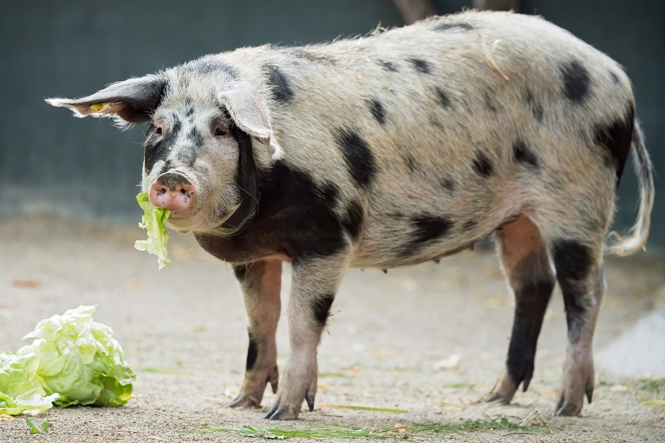 Seltene Schweine-Art kehrt nach 25 Jahren in Zoo zurück Seltene Schweine-Art kehrt nach 25 Jahren in Zoo zurück