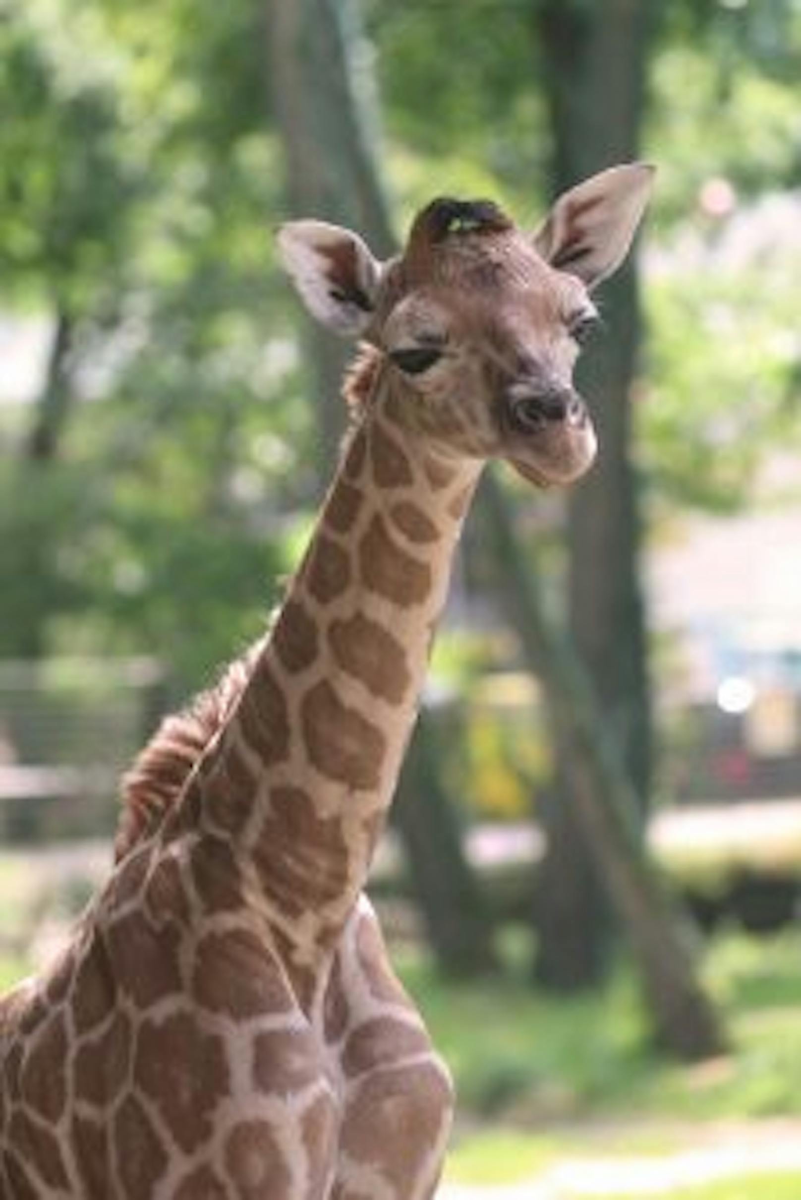 Bereits wenige Tage nach der Geburt unternimmt der Giraffen-Bub erste Ausflüge durchs Gehege.