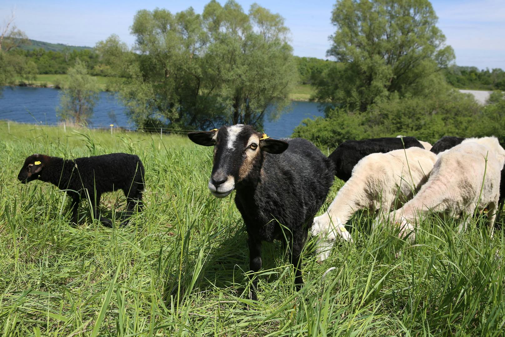 Insel-Schafe haben heuer bereits 5,5 ha "gemäht"