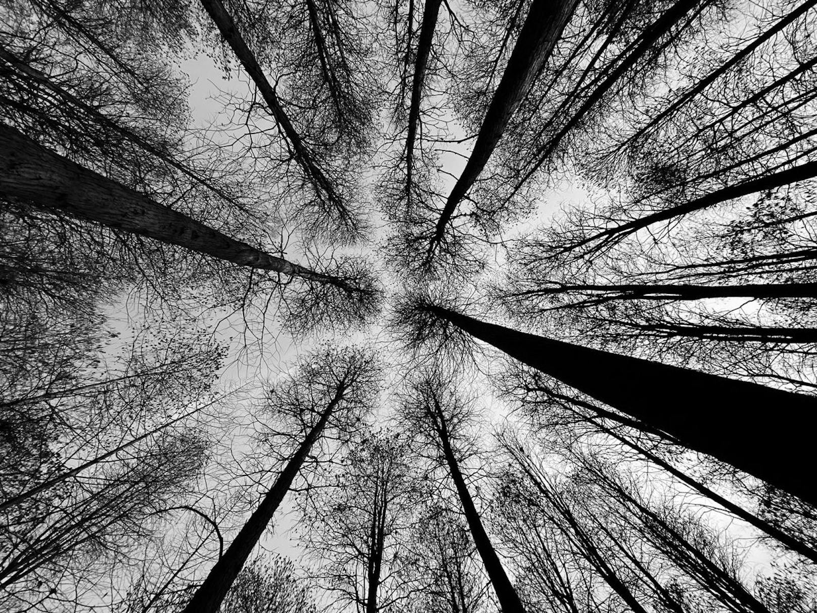 <strong>2. Preis "Bäume":</strong> Bild geschossen von Wei Xiong