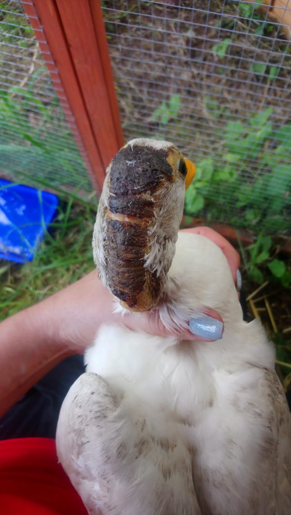 Ente mit Verbrennungen in Biberbach gerettet