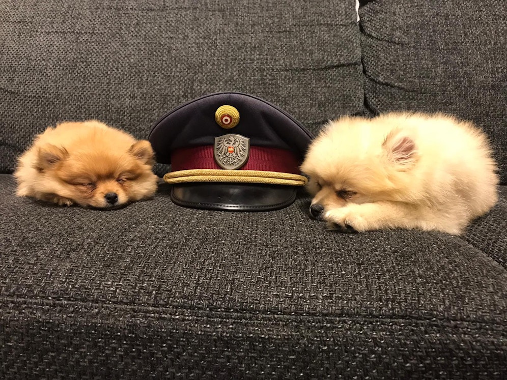 Die beiden&nbsp;Pomerian-Zwergspitz-Welpen erholen sich jetzt im Tierquartier.