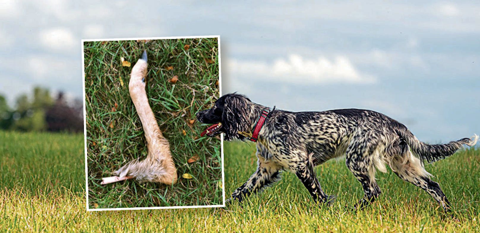 Bei der Kleingartensidlung Sulzwiese beim Wiener Prater fand eine Spaziergeherin ein abgebissenes Rehbein. Ein Hund dürfte der Täter sein.