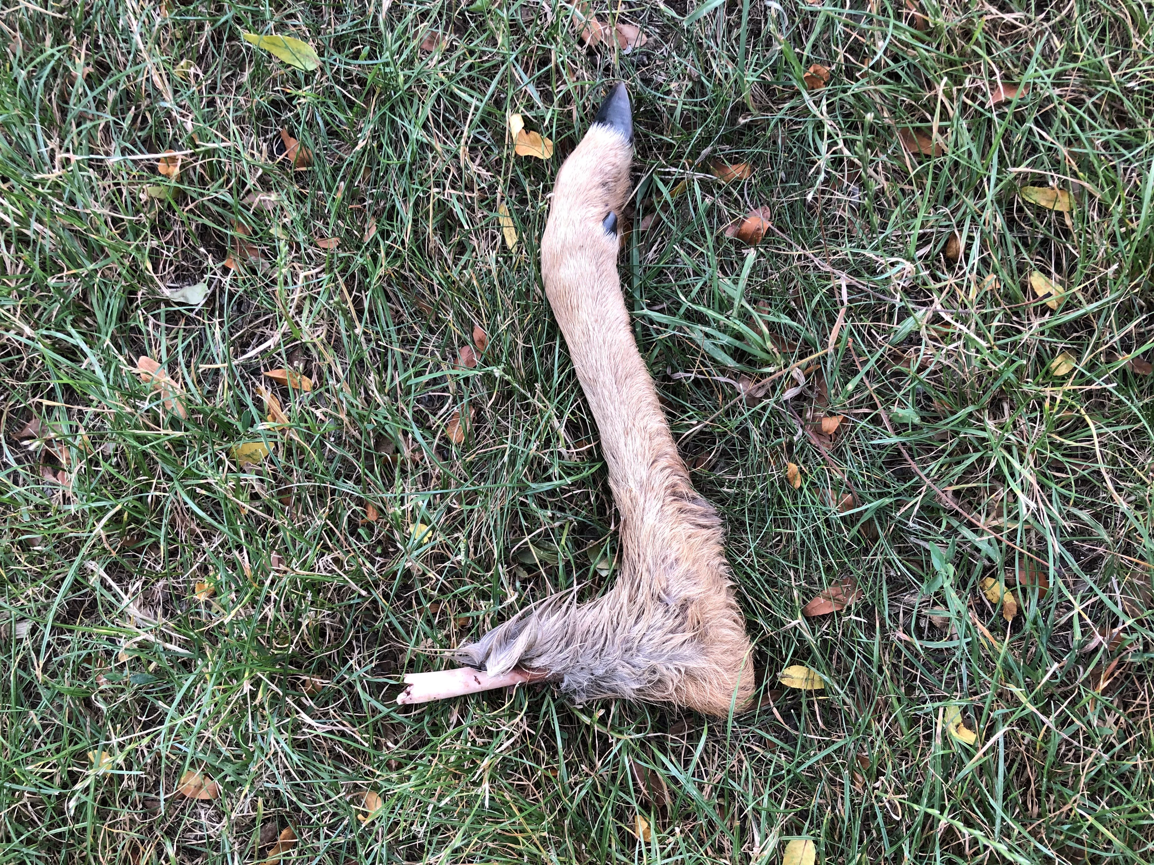 Dieses abgebissene Rehbein wurde nun im Wiener Prater gefunden.