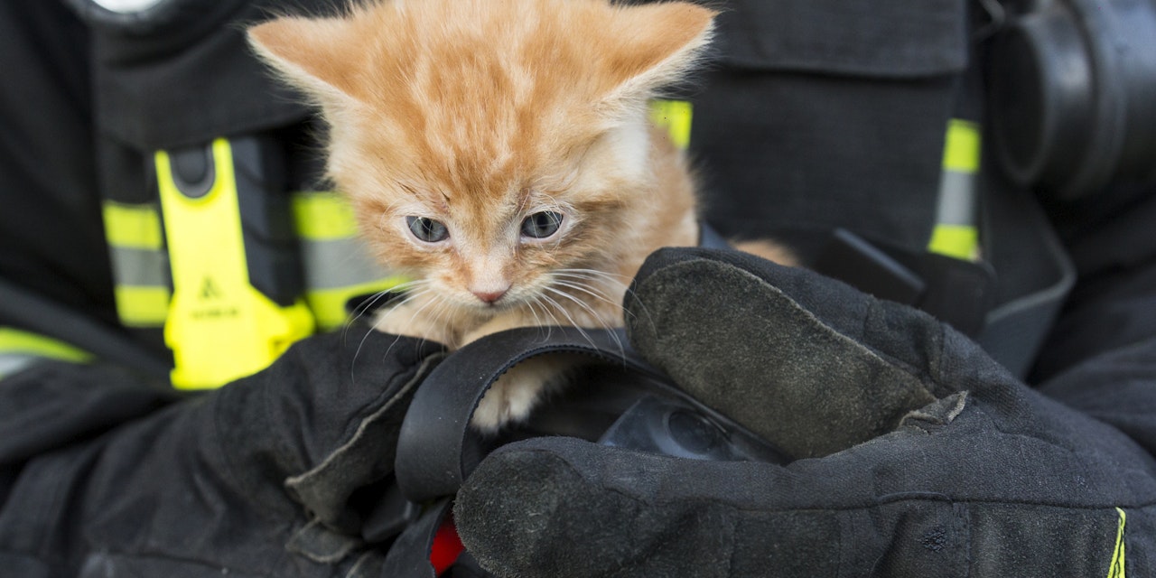 Feuerwehr macht bei Katzenrettung schlimme Entdeckung